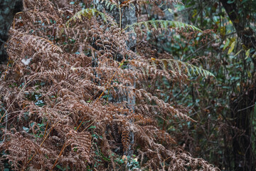 Autumn in the mountains