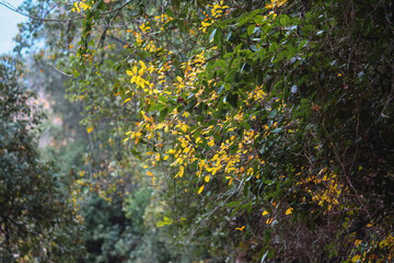 Autumn in the mountains