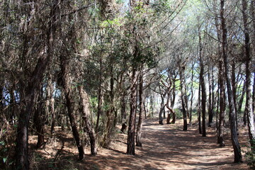 Pineta sempreverde in autunno