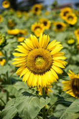 Beautiful sunflower Iin the field
