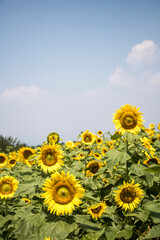 Obraz premium Beautiful sunflower Iin the field 