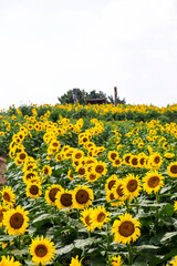 Beautiful sunflower Iin the field
