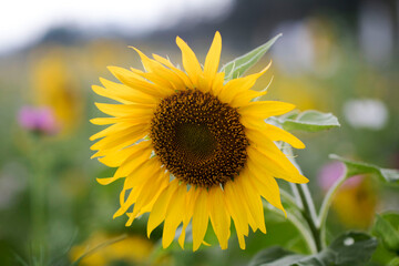 Obraz premium Beautiful sunflower Iin the field 