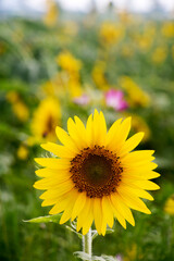 Fototapeta premium Beautiful sunflower Iin the field 