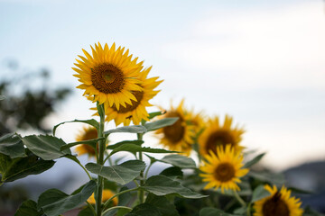 Beautiful sunflower Iin the field
