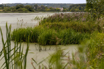 reeds on the river
