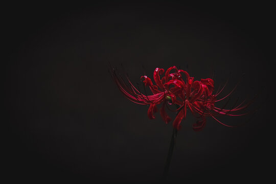 彼岸花 Images Browse 94 Stock Photos Vectors And Video Adobe Stock