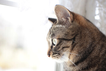 窓辺の猫の視線