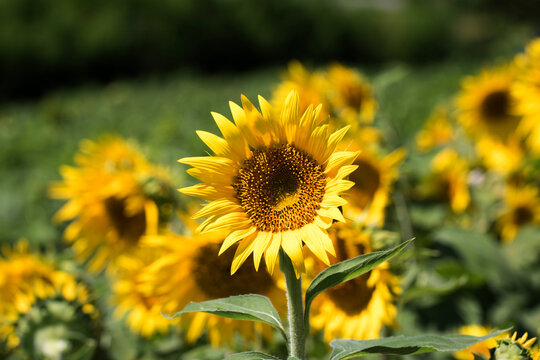 Beautiful sunflower Iin the field
