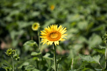 Beautiful sunflower Iin the field
