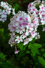 pink and white flowers