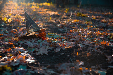 Halloween symbols - a witch's hat and an orange skull can on autumn fallen leaves in the Park