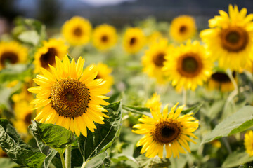 Obraz premium Beautiful sunflower Iin the field 