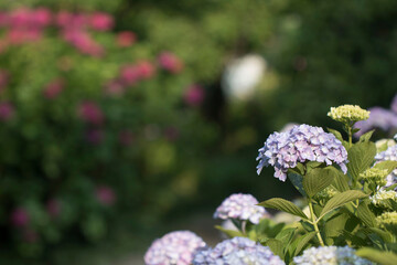 Beautiful hydrangea in the outside
