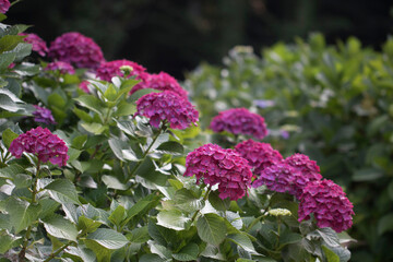 Beautiful hydrangea in the outside
