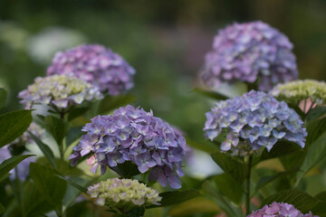 Beautiful hydrangea in the outside
