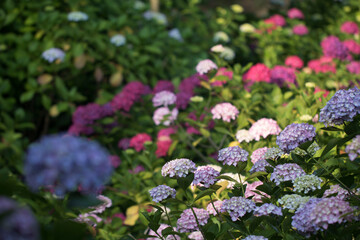 Obraz premium Beautiful hydrangea in the outside 