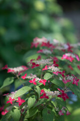 Beautiful hydrangea in the outside
