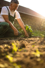 Senior gardener gardening in his permaculture garden - harvesting carrots