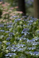 Beautiful hydrangea in the outside
