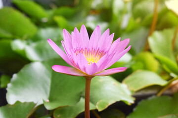 pink lotus flower