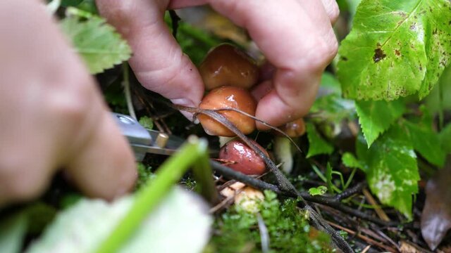Mushroom picking in the forest. The gathering
