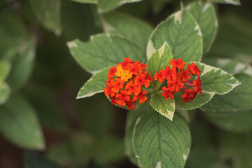 red and yellow flowers