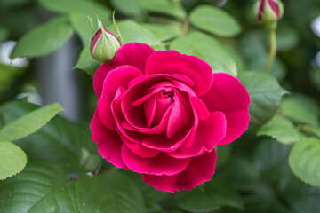 beautiful rose in the field
