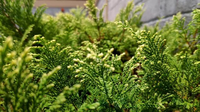 Green Thuja leaves in Backyard