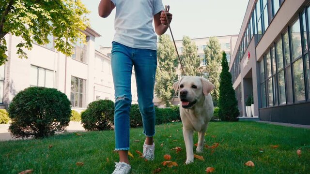 Cropped view of african american girl walking with labrador on green lawn