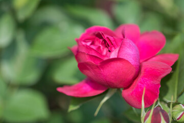 beautiful rose in the field
