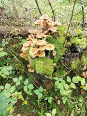 mushrooms in the forest опята