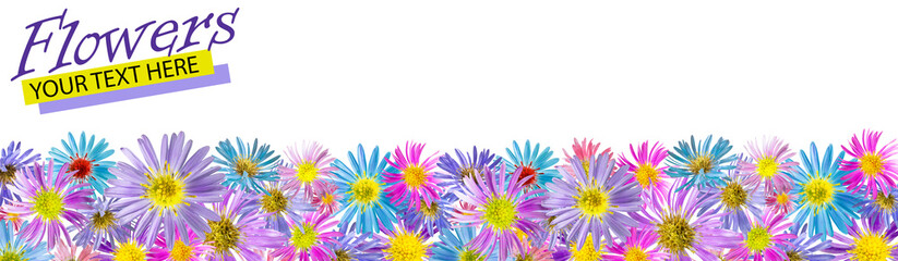 Floral background made of alpine aster flowers. Isolated background. Close-up. Festive card made of...