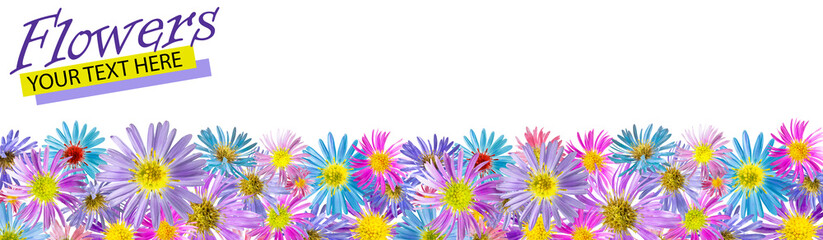 Floral background made of alpine aster flowers. Isolated background. Close-up. Festive card made of flowers. Full depth of field. Baner. Print and design concept.