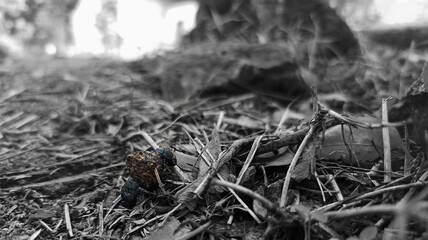 A dung beetle couple in love constantly proves that you still can be in love living on shit.