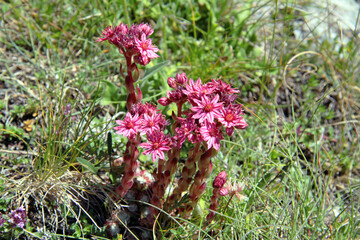 Obraz premium Alpine Houseleek (Sempervivum alpinum) along the alpine flower trail in the Saas valley, Switzerland