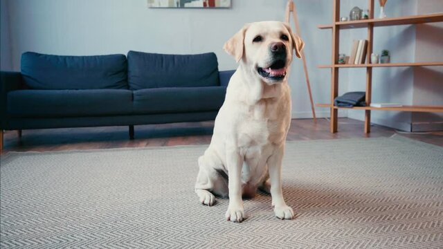Front view of white labrador sitting on carpet at home