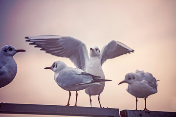 flock of seagullls posed on an iron bar in the harbor