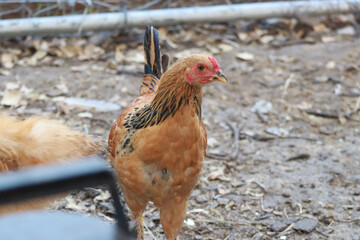 Backyard chicken Bantam Hen Golden brown and Black