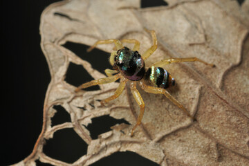 Extreme macro shot of Jumping spider on leave background. Jumping spider is very small but have big eyes. Selective focus and free space for text.