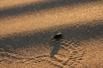 bird on the sand