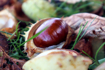 A ripe chestnut with a shell lies in the green grass , close - up-the concept of the arrival of bright autumn days