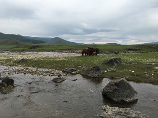 landscape with horses