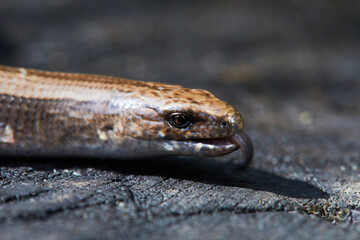 Closeup of slowworm, also known as blindworm, (Anguis fragilis) a legless lizard on a tree stump. 