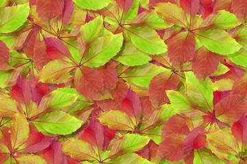 Background with red-green leaves of wild grape. Postcard. Place for text. Autumn leaves