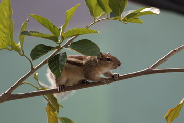 squirrel on tree