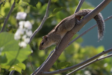 squirrel on the tree