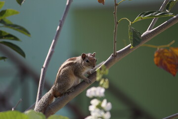 squirrel on a tree