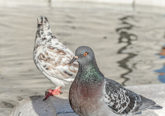 Black pigeon