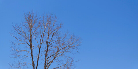 Dead tree on blue sky background, Dying nature concept. copy space.